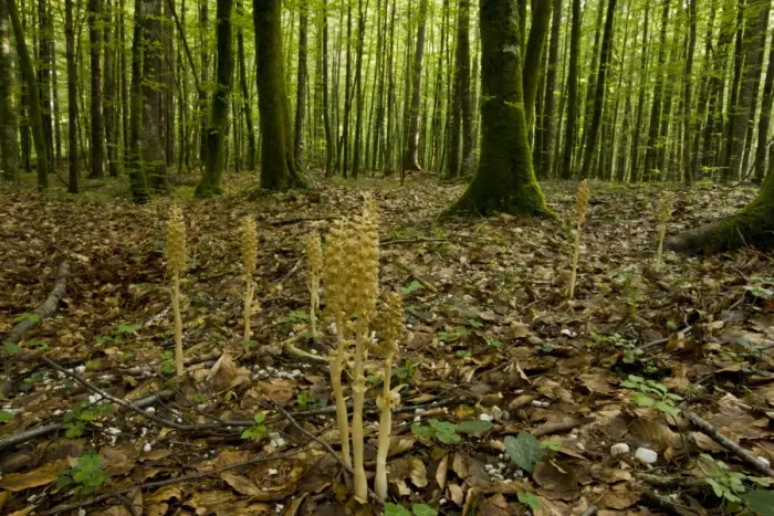 Framed Print : Birds Nest Orchid (Neottia nidus-avis) flowering, growing in beech woodland habitat, Slovenia, june Framed Print : Birds Nest Orchid (Neottia nidus-avis) flowering, growing in beech woodland habitat, Slovenia, june