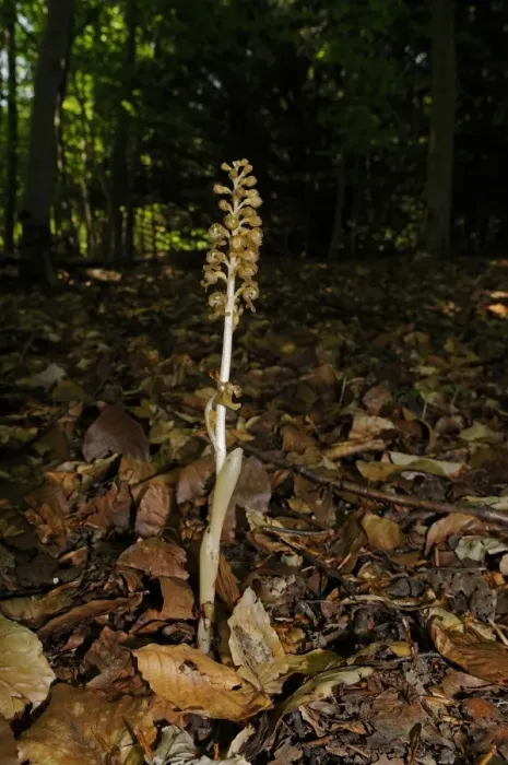 Framed Print : Birds Nest Orchid (Neottia nidus-avis) flowerspike, growing in woodland, Buckinghamshire, England, May Framed Print : Birds Nest Orchid (Neottia nidus-avis) flowerspike, growing in woodland, Buckinghamshire, England, May