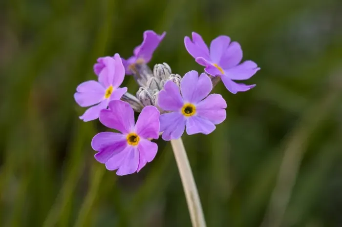 Framed Print : Birdseye Primrose (Primula farinosa) close-up of flowers, growing in woodland clearing, Challan Hall Woods, Silverdale Framed Print : Birdseye Primrose (Primula farinosa) close-up of flowers, growing in woodland clearing, Challan Hall Woods, Silverdale