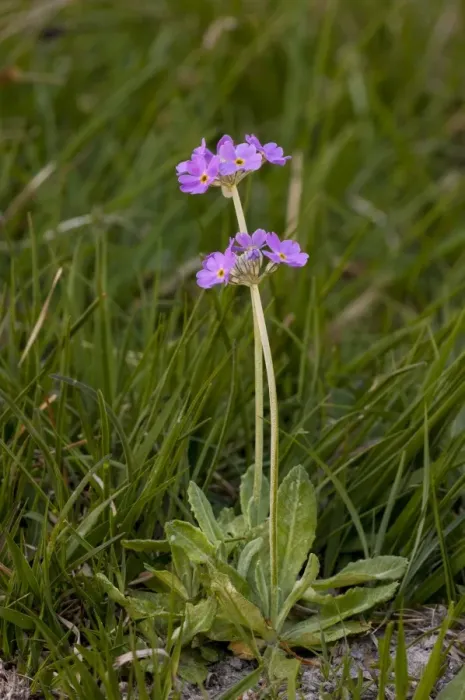 Framed Print : Birdseye Primrose (Primula farinosa) flowering, growing in woodland clearing, Challan Hall Woods, Silverdale Framed Print : Birdseye Primrose (Primula farinosa) flowering, growing in woodland clearing, Challan Hall Woods, Silverdale