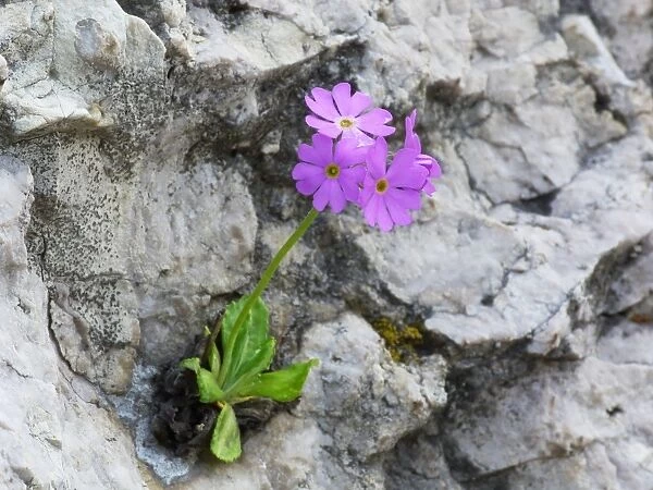 Birdseye Primrose (Primula farinosa) flowering, growing in crevise of limestone wall on roadside, Dolomites