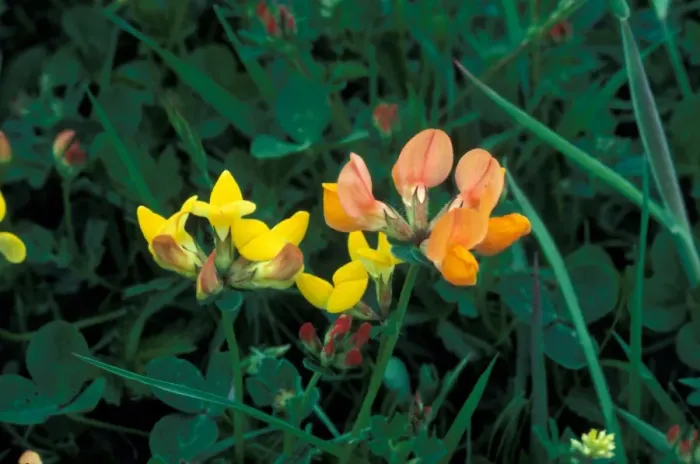 Framed Print : Birdsfoot Trefoil (Lotus orniculatus) Flower head Framed Print : Birdsfoot Trefoil (Lotus orniculatus) Flower head