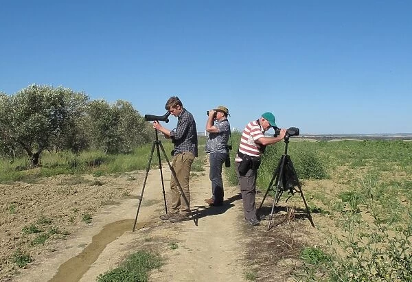 Birdwatchers with telescopes and binoculars, scanning for Great Bustard (Otis tarda) from ridge, Andalucia, Spain, May