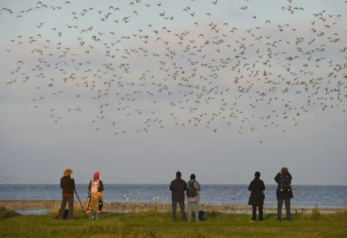 Framed Print : Birdwatchers watching wader flock in flight over mudflats, The Wash, Snettisham RSPB Reserve, North Norfolk, England, october Framed Print : Birdwatchers watching wader flock in flight over mudflats, The Wash, Snettisham RSPB Reserve, North Norfolk, England, october