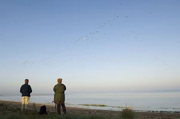 Two birdwatchers watching wader flock in roosting flight over mudflats, The Wash, Snettisham RSPB Reserve