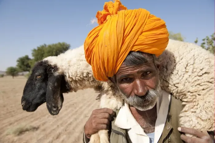 Framed Print : Bishnoi shepherd, close-up of head, carrying sheep on shoulders, Thar Desert, Rajasthan, India Framed Print : Bishnoi shepherd, close-up of head, carrying sheep on shoulders, Thar Desert, Rajasthan, India