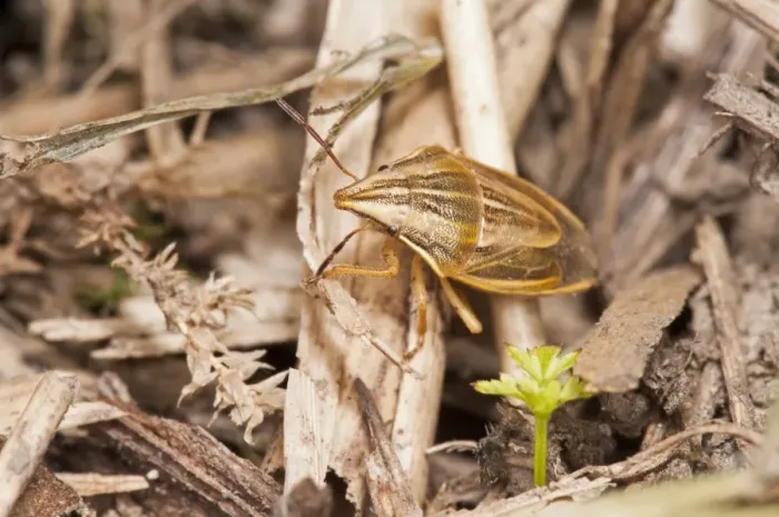 Framed Print : Bishops Mitre Bug (Aelia acuminata) adult, clambering over leaf litter, Crossness Nature Reserve, Bexley, Kent