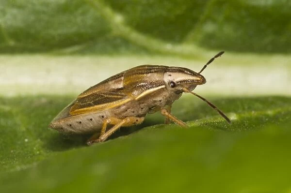 Bishops Mitre Bug (Aelia acuminata) adult, resting on leaf, Crossness Nature Reserve, Bexley, Kent, England, may