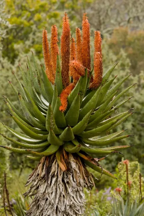 Framed Print : Bitter Aloe (Aloe ferox) flowering, South Africa, August Framed Print : Bitter Aloe (Aloe ferox) flowering, South Africa, August