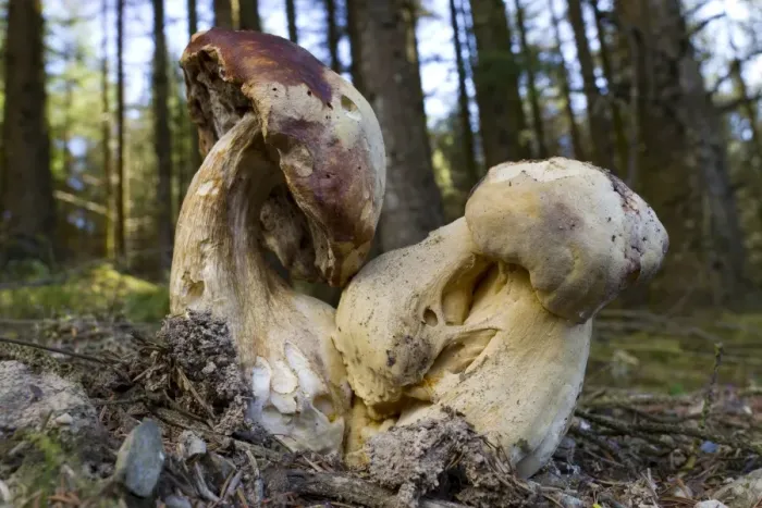 Framed Print : Bitter Bolete (Tylopilus felleus) fruiting bodies, large distorted specimens, growing in coniferous woodland, Powys Framed Print : Bitter Bolete (Tylopilus felleus) fruiting bodies, large distorted specimens, growing in coniferous woodland, Powys