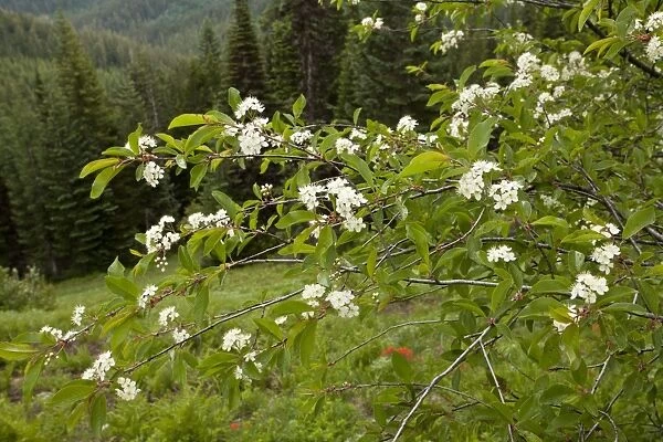Bitter Cherry (Prunus emarginata) flowering, Cone Peak, Central Cascade Mountains, Oregon, U. S. A. july