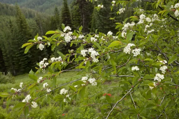 Framed Print : Bitter Cherry (Prunus emarginata) flowering, Cone Peak, Central Cascade Mountains, Oregon, U. S. A. july Framed Print : Bitter Cherry (Prunus emarginata) flowering, Cone Peak, Central Cascade Mountains, Oregon, U. S. A. july