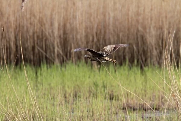 Bittern flying over reed beds at RSPB Minsmere Suffolk