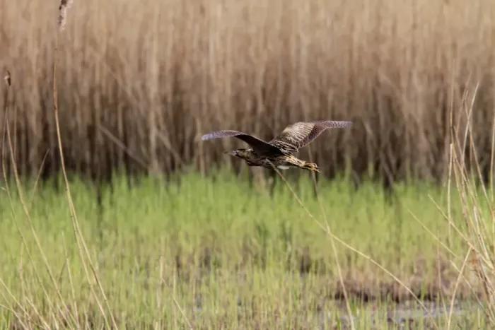 Framed Print : Bittern flying over reed beds at RSPB Minsmere Suffolk Framed Print : Bittern flying over reed beds at RSPB Minsmere Suffolk