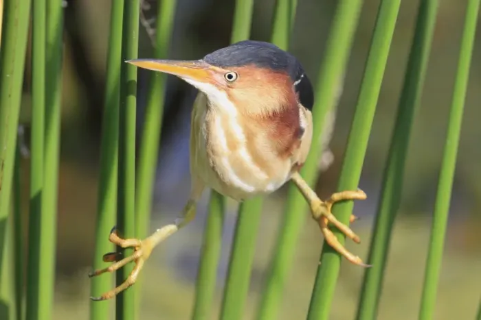 Framed Print : Least Bittern (Ixobrychus exilis) adult male, clinging to stems, Florida, U. S. A Framed Print : Least Bittern (Ixobrychus exilis) adult male, clinging to stems, Florida, U. S. A