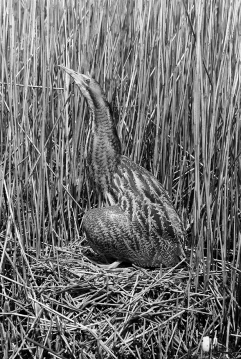 Framed Print : Bittern at nest, Minsmere Suffolk 1950. Taken by Eric Hosking