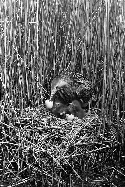 Bittern at nest, Minsmere Suffolk 1950. Taken by Eric Hosking