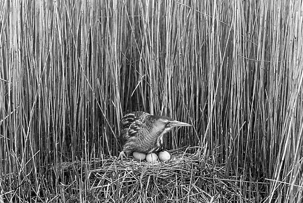 Bittern at nest, Minsmere Suffolk 1950, Taken by Eric Hosking