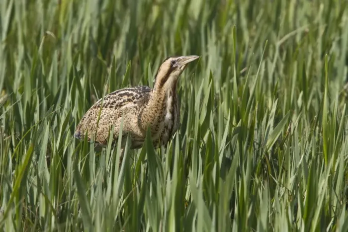 Framed Print : Bittern walking through young reed, April, Minsmere, Suffolk Framed Print : Bittern walking through young reed, April, Minsmere, Suffolk