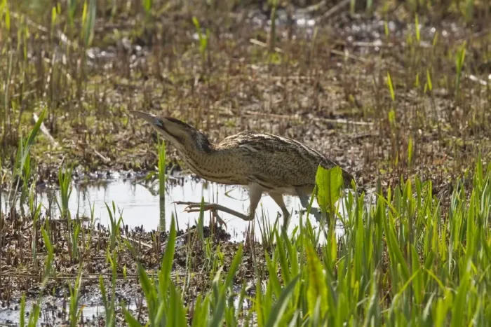Framed Print : Bittern in young reed, April, Minsmere, Suffolk Framed Print : Bittern in young reed, April, Minsmere, Suffolk