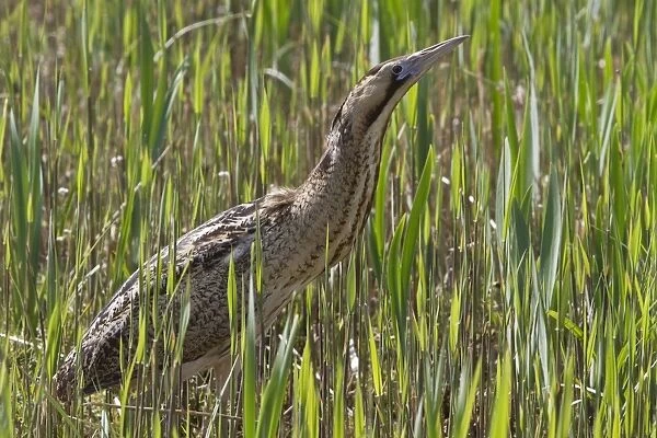 Bittern in young reed, April, Minsmere, Suffolk