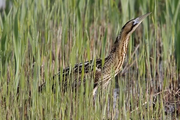 Bittern in young reed, April, Minsmere, Suffolk