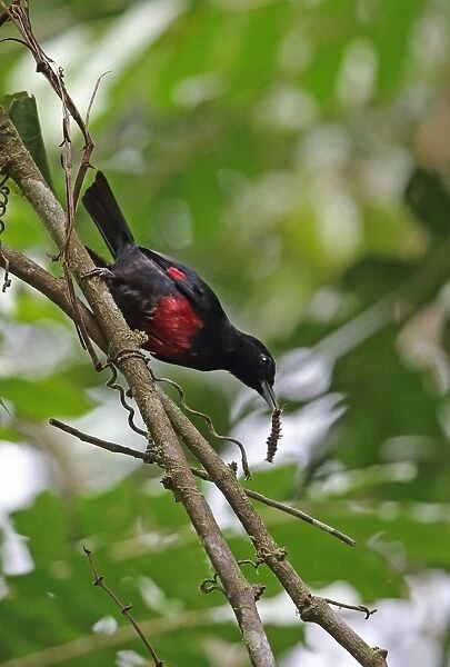 Black-and-crimson Oriole (Oriolus cruentus consanguineus) adult male, with caterpillar in beak, perched on vine