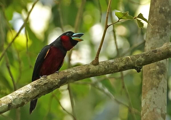 Black-and-red Broadbill (Cymbirhynchus macrorhynchos siamensis) adult, calling, perched on branch, Kaeng Krachan N. P