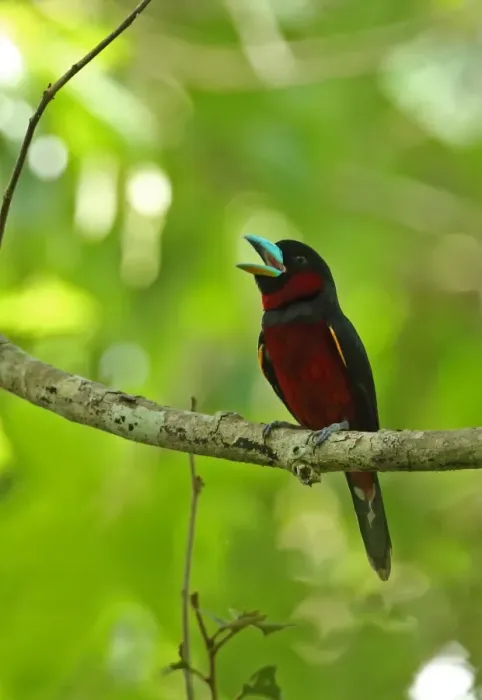 Framed Print : Black-and-red Broadbill (Cymbirhynchus macrorhynchos siamensis) adult, calling, perched on branch, Kaeng Krachan N. P Framed Print : Black-and-red Broadbill (Cymbirhynchus macrorhynchos siamensis) adult, calling, perched on branch, Kaeng Krachan N. P