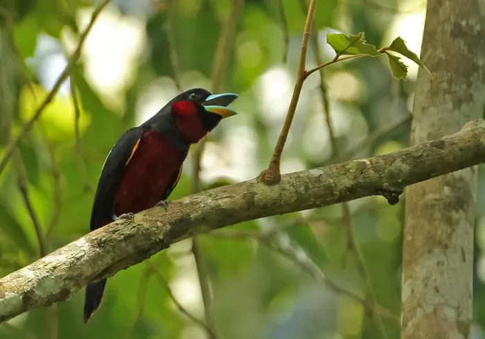 Framed Print : Black-and-red Broadbill (Cymbirhynchus macrorhynchos siamensis) adult, calling, perched on branch, Kaeng Krachan N. P Framed Print : Black-and-red Broadbill (Cymbirhynchus macrorhynchos siamensis) adult, calling, perched on branch, Kaeng Krachan N. P