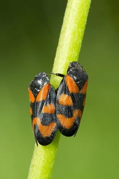 Black-and-red Froghopper (Cercopis vulnerata) adult pair, mating on stem, Powys, Wales, June