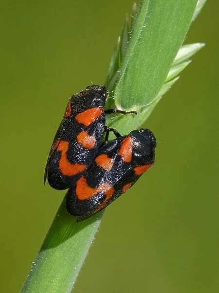 Black-and-red Froghopper (Cercopis vulnerata) adult pair, mating on grass stem, Dolomites, Italian Alps, Italy, June