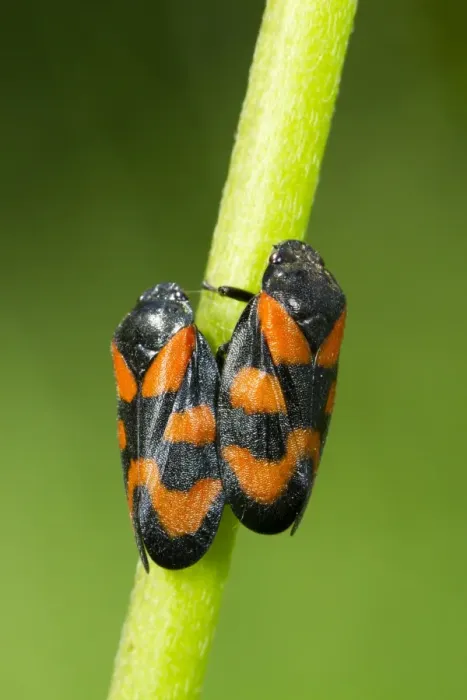Framed Print : Black-and-red Froghopper (Cercopis vulnerata) adult pair, mating on stem, Powys, Wales, June Framed Print : Black-and-red Froghopper (Cercopis vulnerata) adult pair, mating on stem, Powys, Wales, June