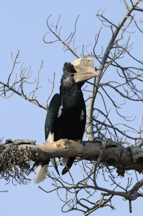 Framed Print : Black-and-white-casqued Hornbill (Bycanistes subcylindricus) adult male, perched on branch, Masai Mara, Kenya Framed Print : Black-and-white-casqued Hornbill (Bycanistes subcylindricus) adult male, perched on branch, Masai Mara, Kenya