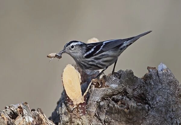 Black-and-white Warbler (Mniotilta varia) adult female, with moth prey in beak, perched on stump, La Belen