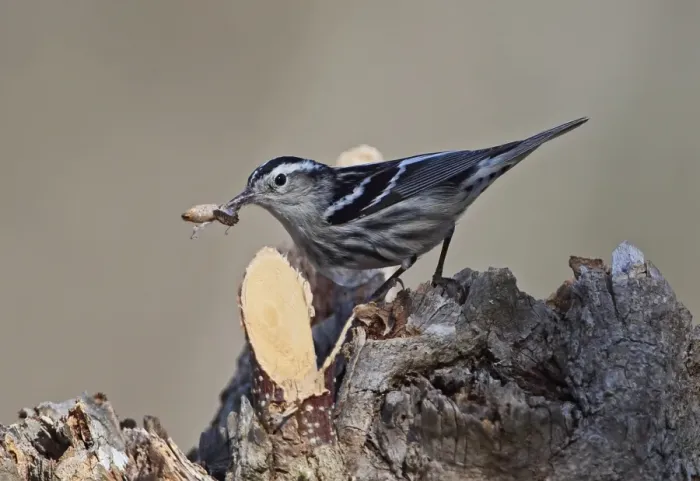 Framed Print : Black-and-white Warbler (Mniotilta varia) adult female, with moth prey in beak, perched on stump, La Belen