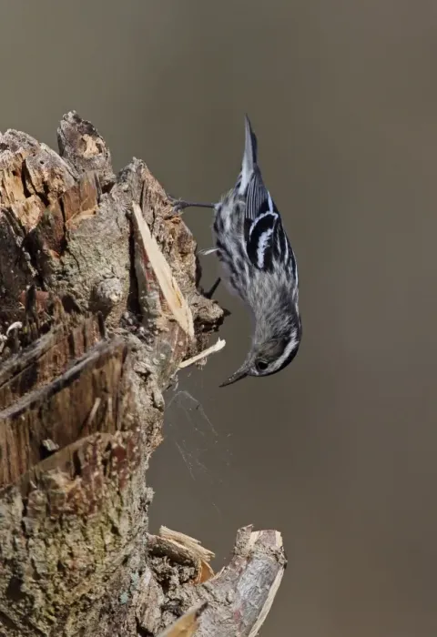 Framed Print : Black-and-white Warbler (Mniotilta varia) adult female, inspecting spider web on stump, La Belen, Camaguey Province Framed Print : Black-and-white Warbler (Mniotilta varia) adult female, inspecting spider web on stump, La Belen, Camaguey Province