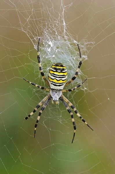 Black-and-yellow Orb-web Spider (Argiope bruennichi) adult female, in centre of web, Rainham Marshes RSPB Reserve