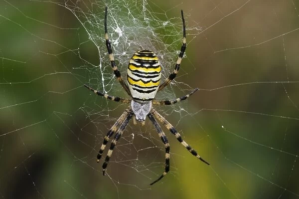 Black-and-yellow Orb-web Spider (Argiope bruennichi) adult female, in centre of web, Rainham Marshes RSPB Reserve