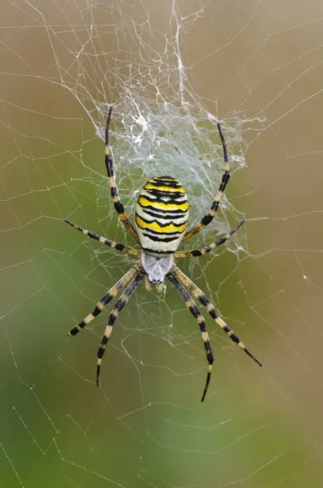 Framed Print : Black-and-yellow Orb-web Spider (Argiope bruennichi) adult female, in centre of web, Rainham Marshes RSPB Reserve Framed Print : Black-and-yellow Orb-web Spider (Argiope bruennichi) adult female, in centre of web, Rainham Marshes RSPB Reserve