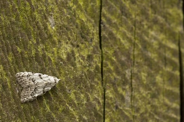 Least Black Arches (Nola confusalis) adult, resting on fencepost, Sheffield, South Yorkshire, England, June