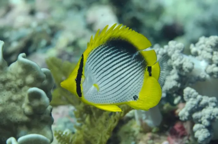 Framed Print : Black-backed Butterflyfish (Chaetodon melannotus) adult, swimming, Tanjung Muara, Sermata Islands