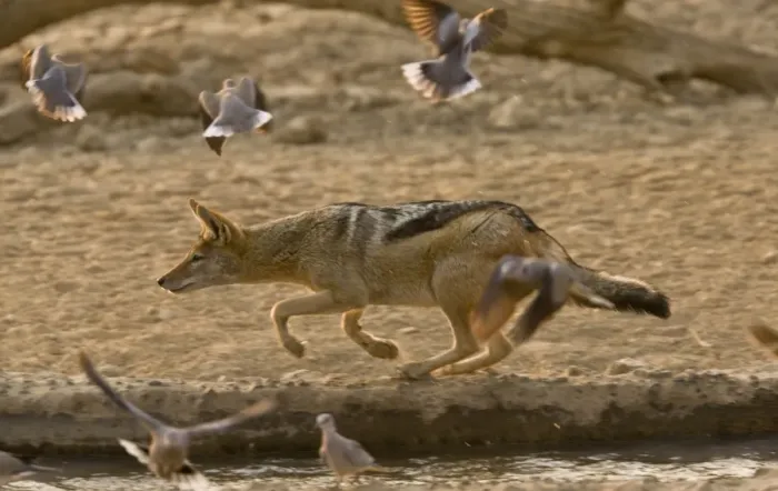Framed Print : Black-backed Jackal (Canis mesomelas) adult, hunting Cape Turtle-doves (Streptopelia capicola) at edge of waterhole Framed Print : Black-backed Jackal (Canis mesomelas) adult, hunting Cape Turtle-doves (Streptopelia capicola) at edge of waterhole