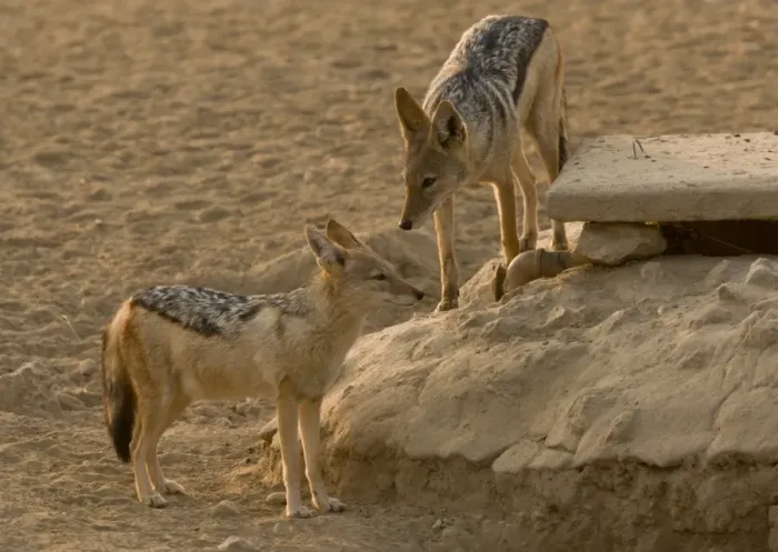 Framed Print : Black-backed Jackal (Canis mesomelas) adult pair, standing at artificial waterhole, Kalahari Desert Framed Print : Black-backed Jackal (Canis mesomelas) adult pair, standing at artificial waterhole, Kalahari Desert