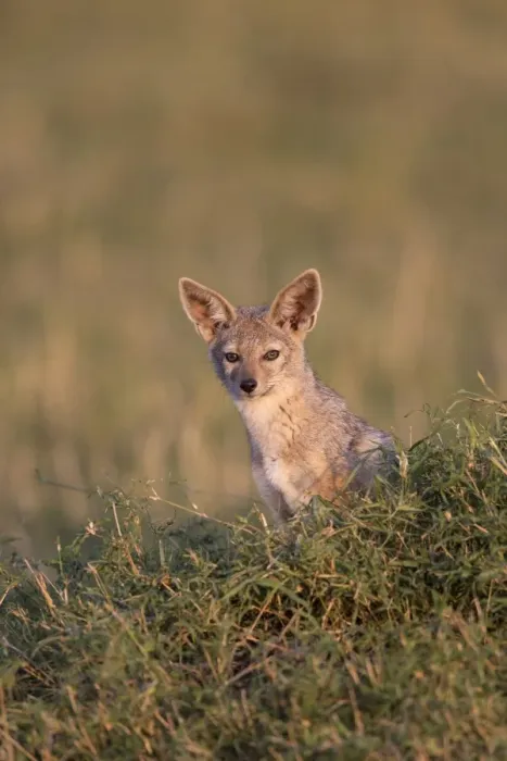 Framed Print : Black-backed Jackal (Canis mesomelas) cub, sitting at den entrance in savannah, Masai Mara National Reserve, Kenya Framed Print : Black-backed Jackal (Canis mesomelas) cub, sitting at den entrance in savannah, Masai Mara National Reserve, Kenya