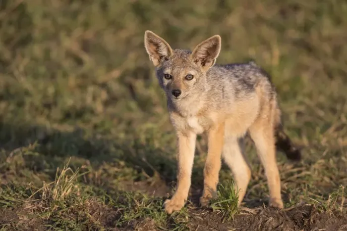 Framed Print : Black-backed Jackal (Canis mesomelas) cub, standing in savannah, Masai Mara National Reserve, Kenya, August