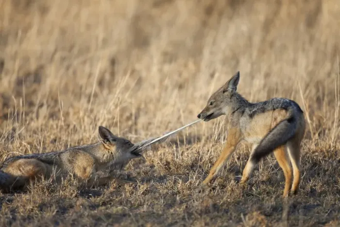 Framed Print : Black-backed Jackal (Canis mesomelas) two cubs, playing tug-of-war with feather, Serengeti N. P. Tanzania, December Framed Print : Black-backed Jackal (Canis mesomelas) two cubs, playing tug-of-war with feather, Serengeti N. P. Tanzania, December