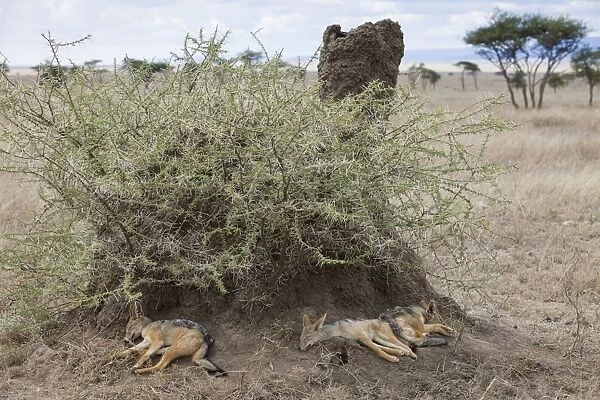 Black-backed Jackal (Canis mesomelas) three cubs, sleeping beside termite mound, Serengeti N. P. Tanzania, December