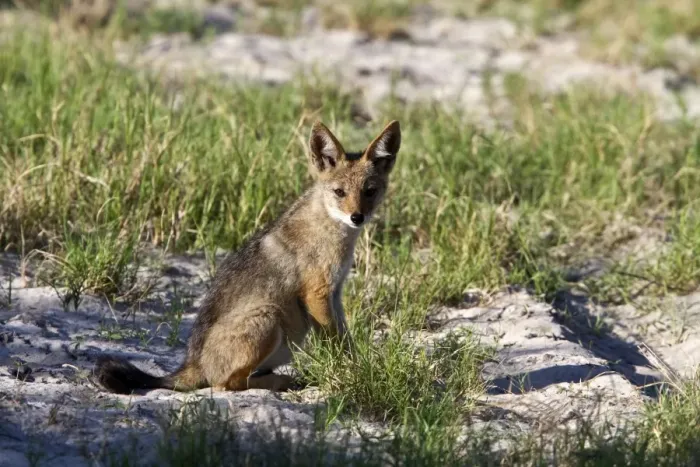 Framed Print : A Black backed Jackal cub - Botswana Framed Print : A Black backed Jackal cub - Botswana