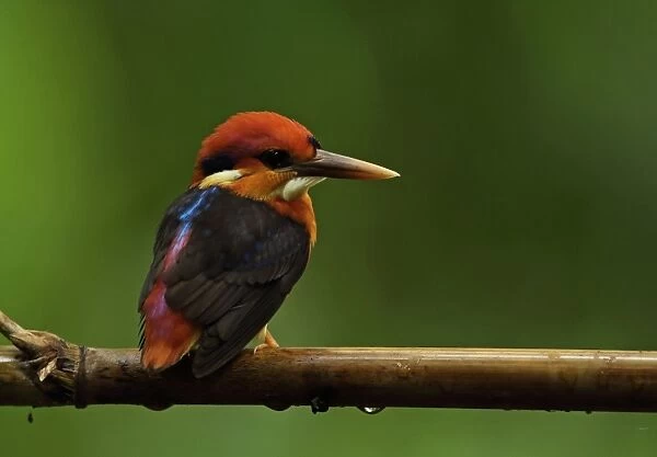 Black-backed Kingfisher (Ceyx erithaca erithaca) adult, perched on bamboo, Kaeng Krachan N. P. Thailand, May